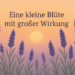 Lavendel Entspannung – Blüten im Sonnenuntergang als Symbol für Ruhe und Gelassenheit
